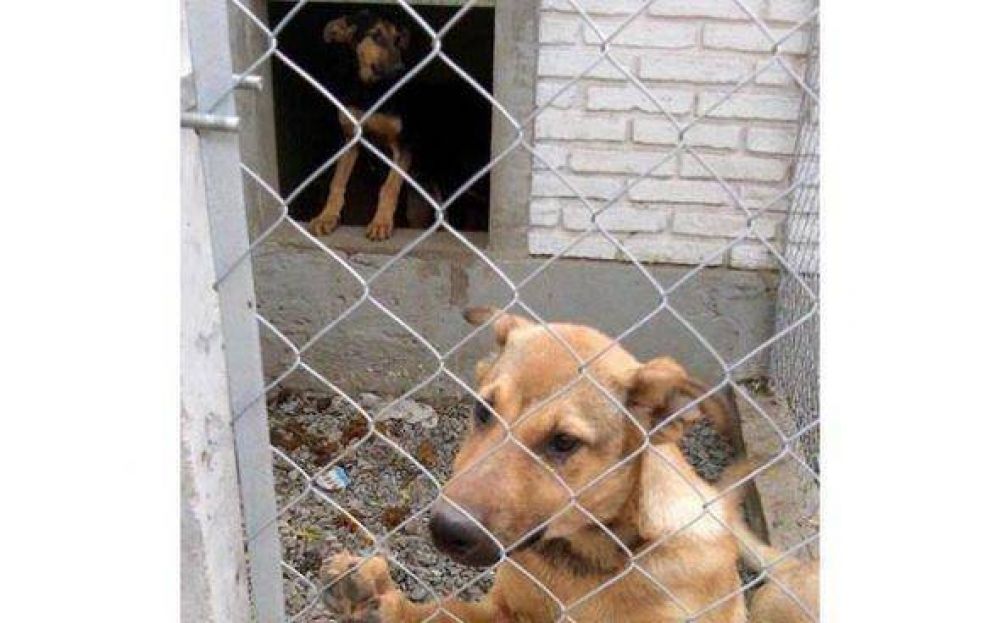 Finalmente, la Comuna otorg� el subsidio a refugio de perros callejeros