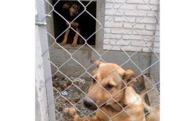 Finalmente, la Comuna otorg� el subsidio a refugio de perros callejeros