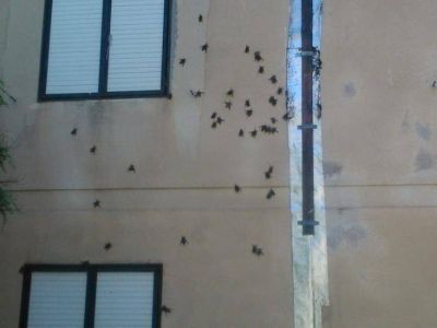 Invasi�n de murci�lagos en Barrio Vialidad