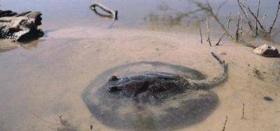 Tres j�venes fueron picados por rayas mientras se ba�aban en las playas de Miguel Lan�s