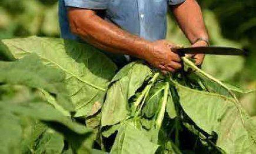 Tabacaleros ya pueden cobrar el pago del Plan Forestal 2005