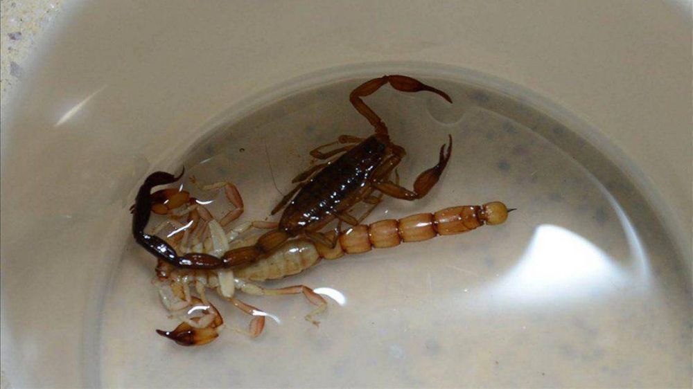 Aumentaron los casos de picaduras de alacranes en Salta