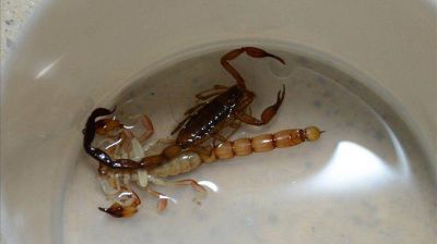 Aumentaron los casos de picaduras de alacranes en Salta