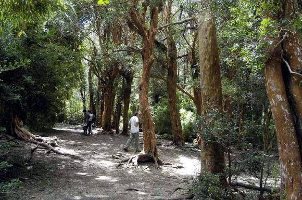 Vecinos dejar�n el ente mixto si no mejoran control del bosque Llao Llao