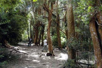 Vecinos dejar�n el ente mixto si no mejoran control del bosque Llao Llao