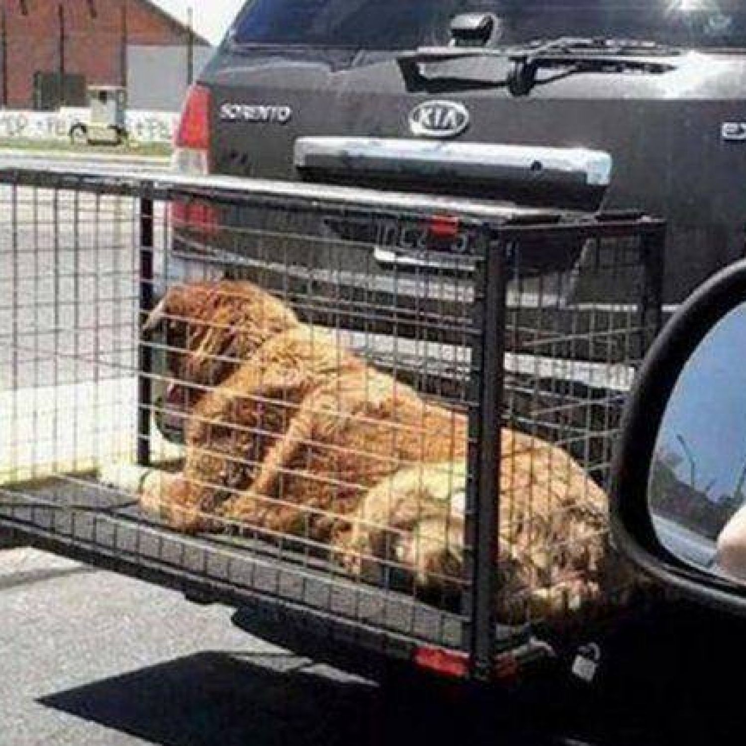 Polémica En Las Redes Sociales Por Jaulas Para Transportar Mascotas Colgadas En Paragolpes De Autos 6272