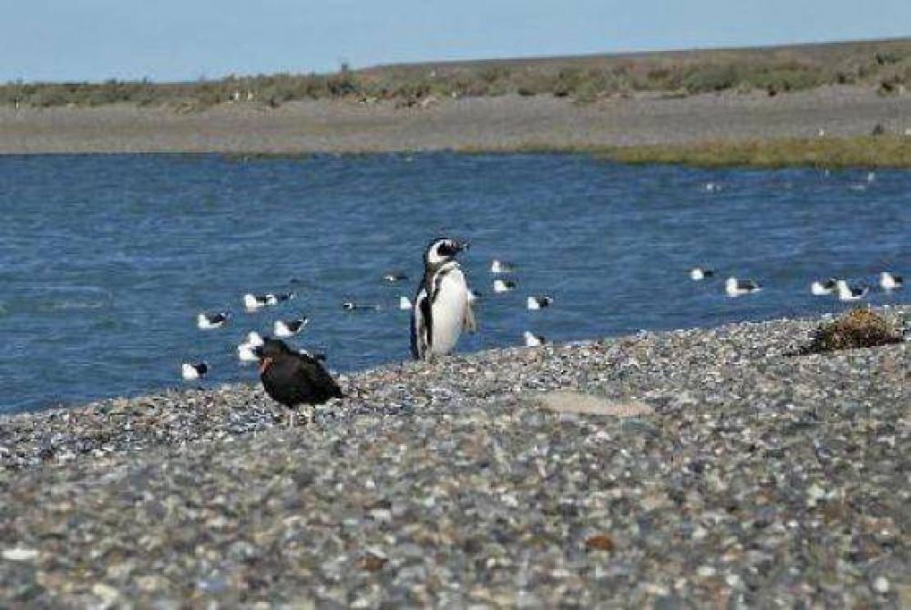 Toda la fauna costera en la nica ra de Sudamrica, en el norte de Santa Cruz