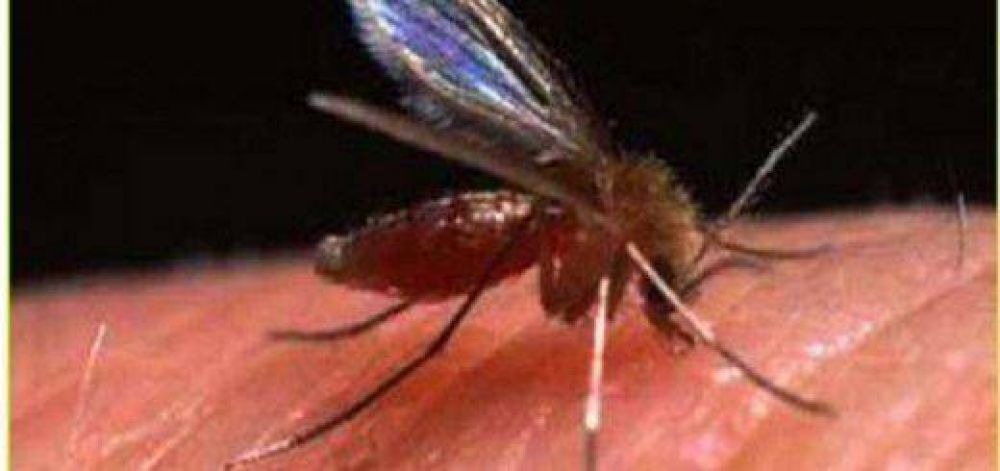 Salud P�blica notific� dos casos de Leishmaniasis Visceral importados