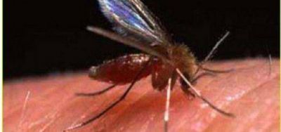 Salud P�blica notific� dos casos de Leishmaniasis Visceral importados