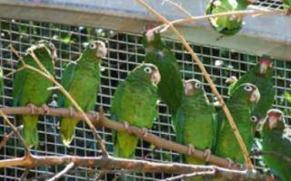 Baradero: Dos detenidos por vender loros y cotorras