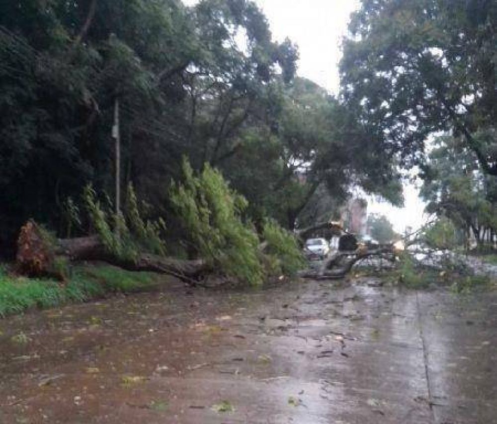 Fuerte temporal provoc� anegamientos de calles y ca�da de �rboles en Posadas