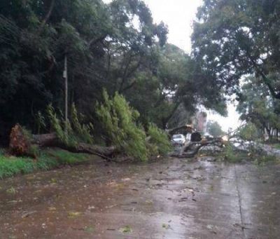 Fuerte temporal provoc� anegamientos de calles y ca�da de �rboles en Posadas