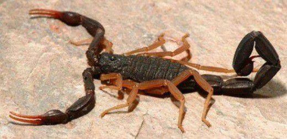 Tres internados por picaduras de alacranes en el Hospital de Ni�os