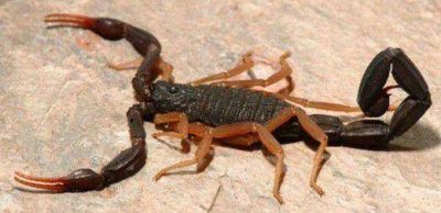 Tres internados por picaduras de alacranes en el Hospital de Ni�os