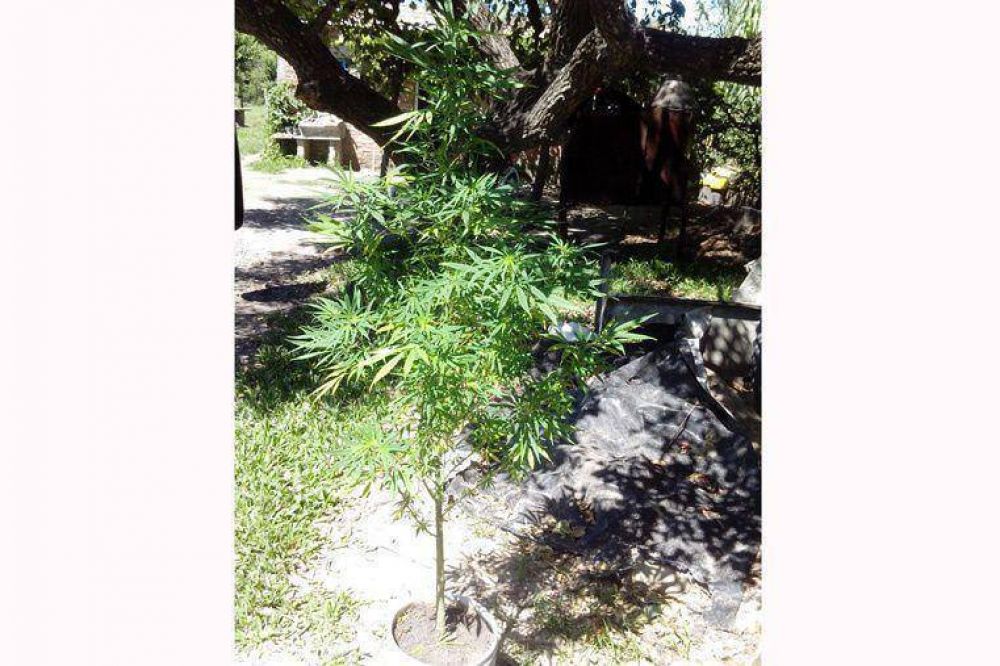 La polic�a buscaba herramientas robadas y encontr� 230 plantas de marihuana