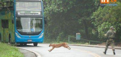 Un Puma fue avistado en el lado Brasile�o del Parque Nacional Iguaz�