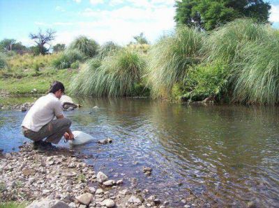 Contin�a la siembra de truchas en los r�os de la provincia