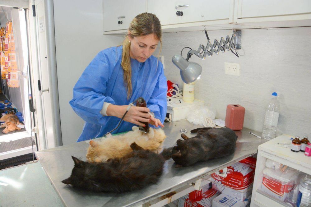 M�s de 1000 vacunas antirr�bicas se colocaron en el Centro de Salud Animal
