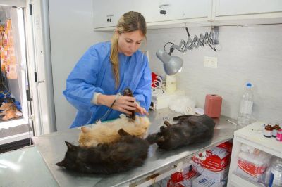 M�s de 1000 vacunas antirr�bicas se colocaron en el Centro de Salud Animal