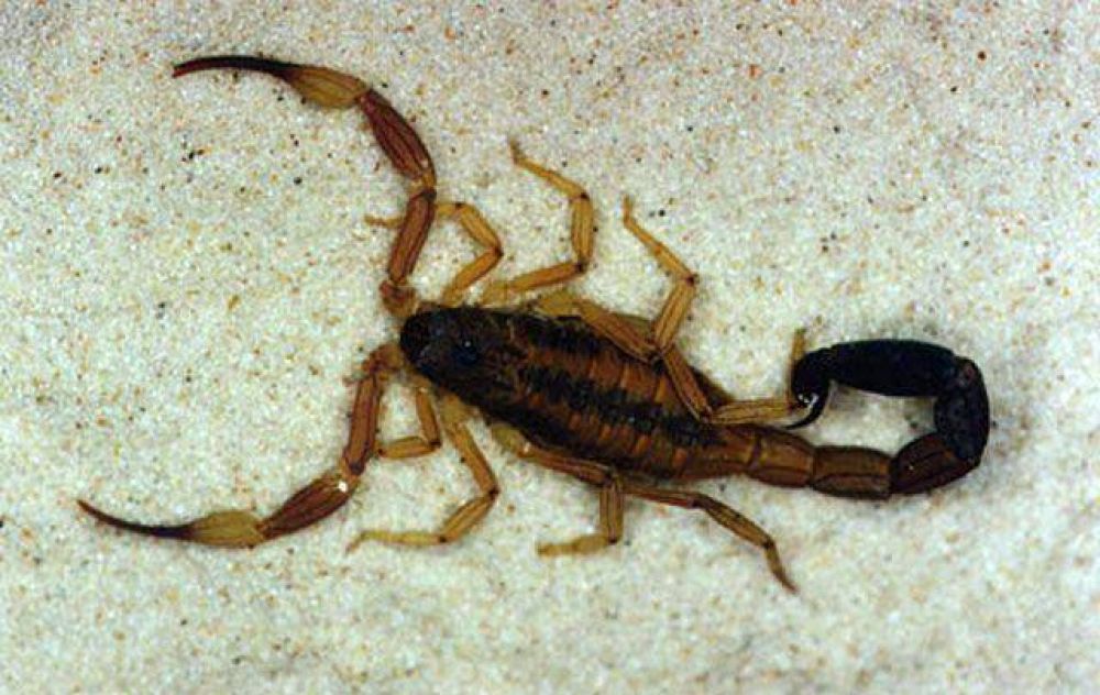 Se recuperan los tres nenes picados por alacranes en C�rdoba