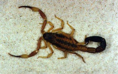 Se recuperan los tres nenes picados por alacranes en C�rdoba