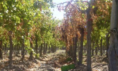 $19 millones para paliar la emergencia agr�cola en La Rioja