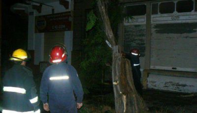 Tras el temporal, ramas ca�das, cortes de luz y techos afectados en toda la ciudad