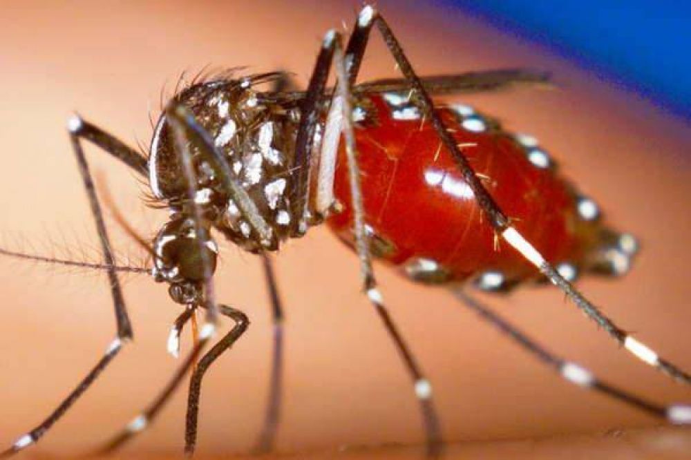 Difunden consejos para prevenir y atender casos de dengue y chikungu�a