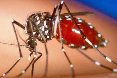 Difunden consejos para prevenir y atender casos de dengue y chikungu�a