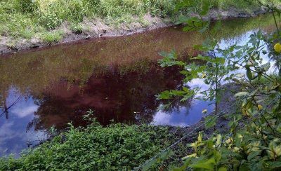 Arroyo de sangre: denuncian que frigor�fico vuelca residuos en La Tapera