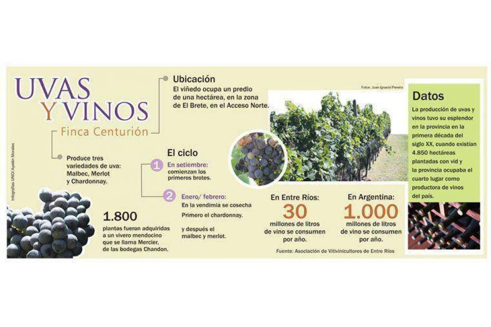 Resurge la vitivinicultura y florece con acento paranaense