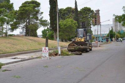 Sacaron �rboles de la vereda del Parque Oliver: �es el accionar de un inoperante�