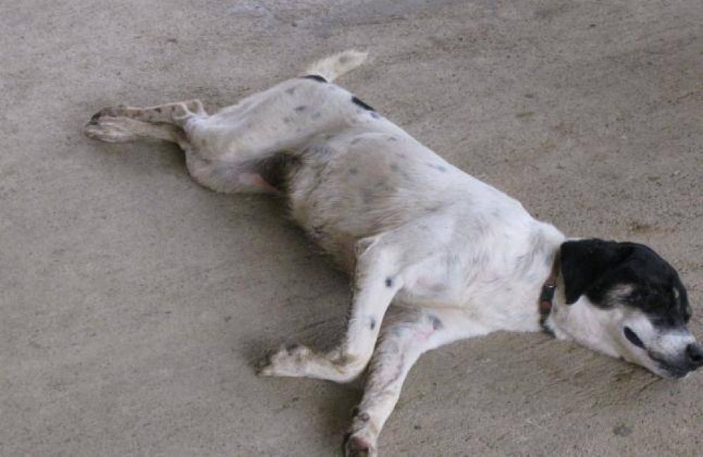 Extra�as muertes de perros en San Mart�n de los Andes