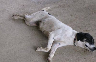 Extra�as muertes de perros en San Mart�n de los Andes