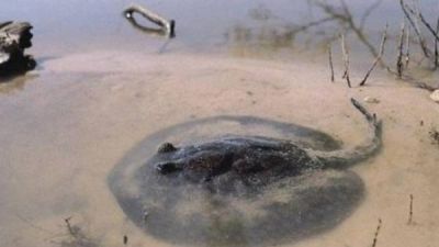 Se registraron 12 casos de ataques de rayas en el Balneario de Miguel Lan�s
