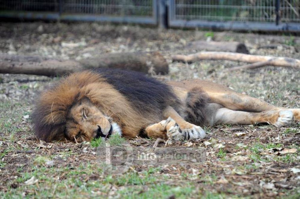 Denuncian graves recortes en los alimentos para animales del Zool�gico