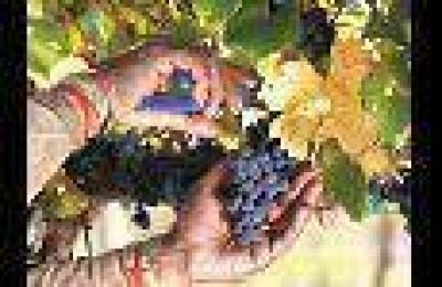 Productores vitivin�colas de Mendoza hablan de una cat�strofe en el sector