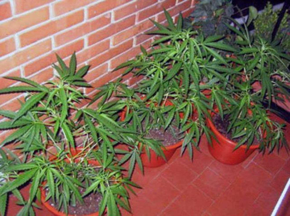 Fr�as: Secuestraron gran cantidad de plantas de marihuana y detuvieron a cuatro personas