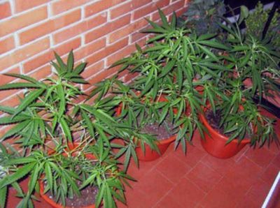 Fr�as: Secuestraron gran cantidad de plantas de marihuana y detuvieron a cuatro personas