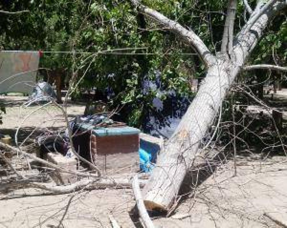 Una familia se salv� de ser aplastada por un �rbol seco