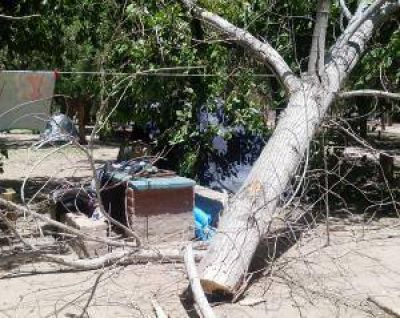 Una familia se salv� de ser aplastada por un �rbol seco