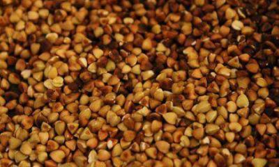 En Misiones cultivan una planta que tiene futuro por sus propiedades nutricionales