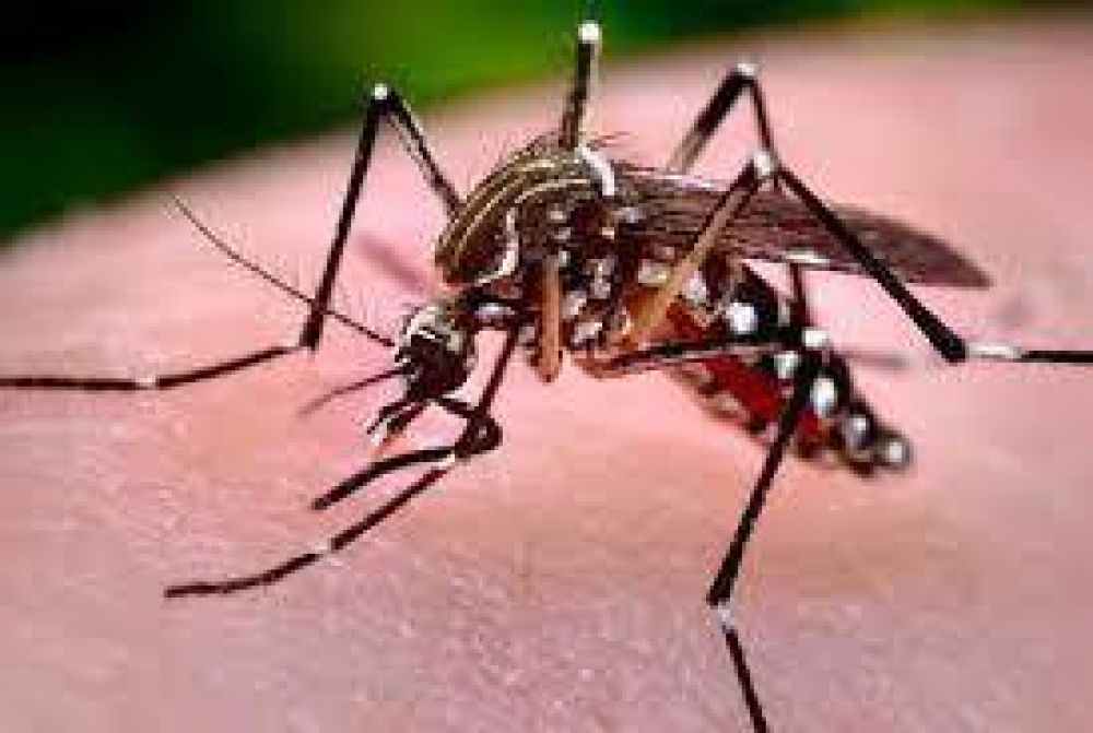 Cuidado con el dengue en casa y en los viajes