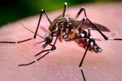 Cuidado con el dengue en casa y en los viajes
