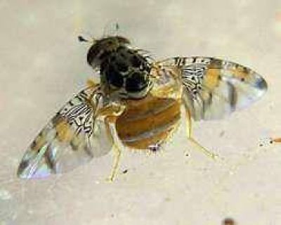 Mosca de frutos: La campa�a no logr� reducir la plaga