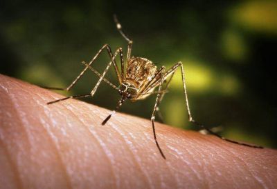 Prevenci�n del dengue en casa y al viajar