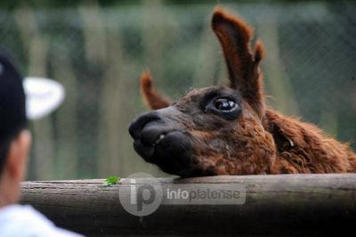 Quieren convertir el ZOO en un centro de estudio y preservaci�n animal