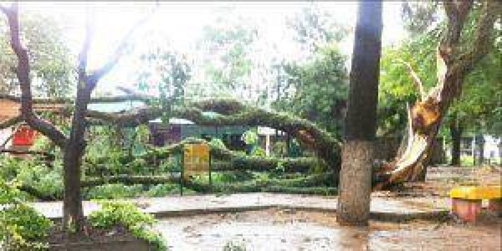Herradura: tormenta el�ctrica provoc� ca�da de �rboles y corte de cables