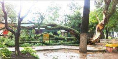 Herradura: tormenta el�ctrica provoc� ca�da de �rboles y corte de cables