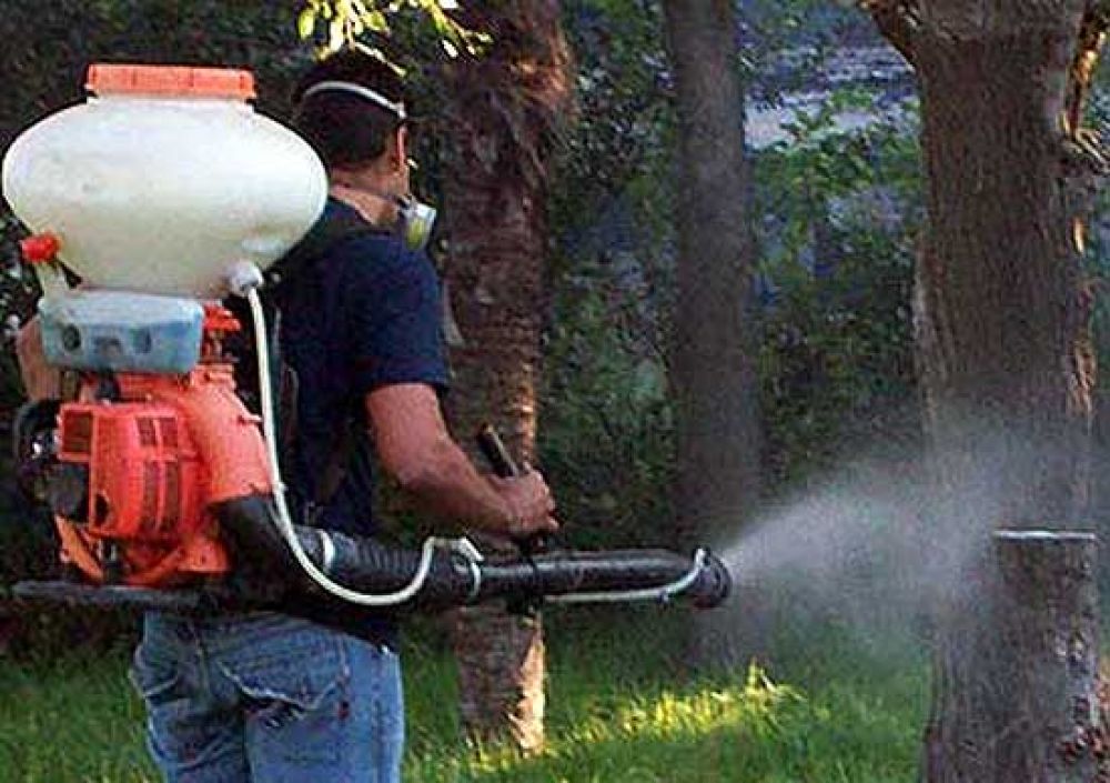 No se han detectado larvas del mosquito transmisor del dengue
